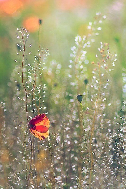 nature, flower, light Ephemeral beautyphoto preview