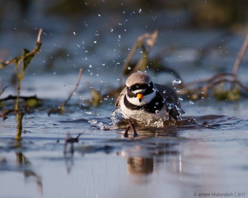 беларусь, кулик, галстучник Чистый куликphoto preview