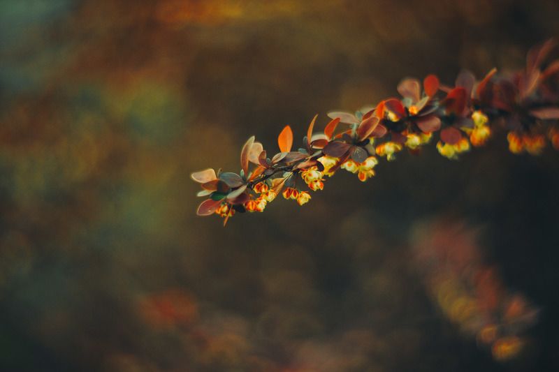 месяц майphoto preview