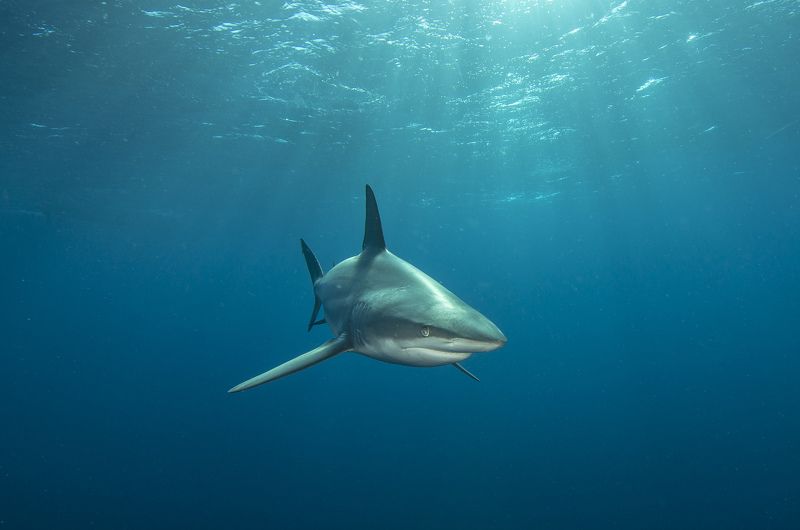 акула, под водой, море, океан, животные, рыбы, природа Акула в лучахphoto preview