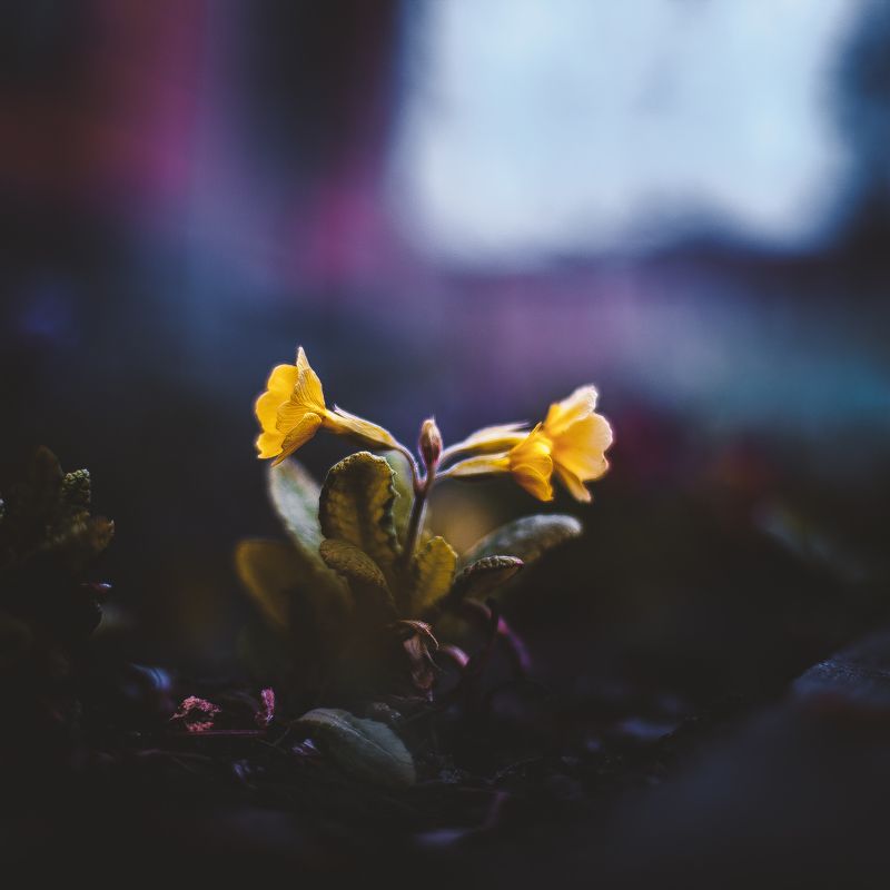 ботанический сад, макро, цветы, зелень, природа в травеphoto preview