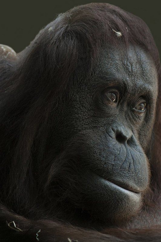 Menagerie#*photo preview