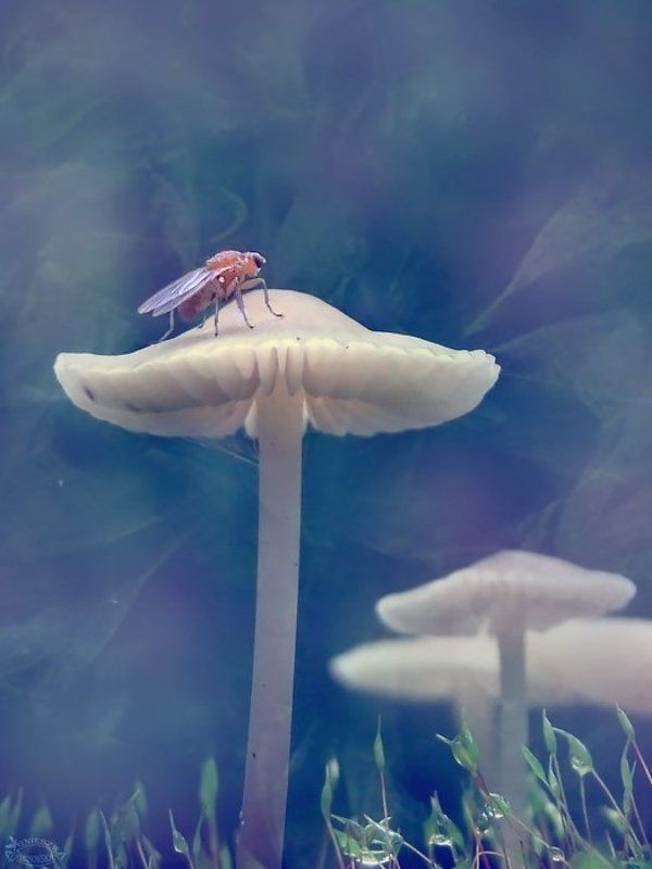 Takie bajkiphoto preview