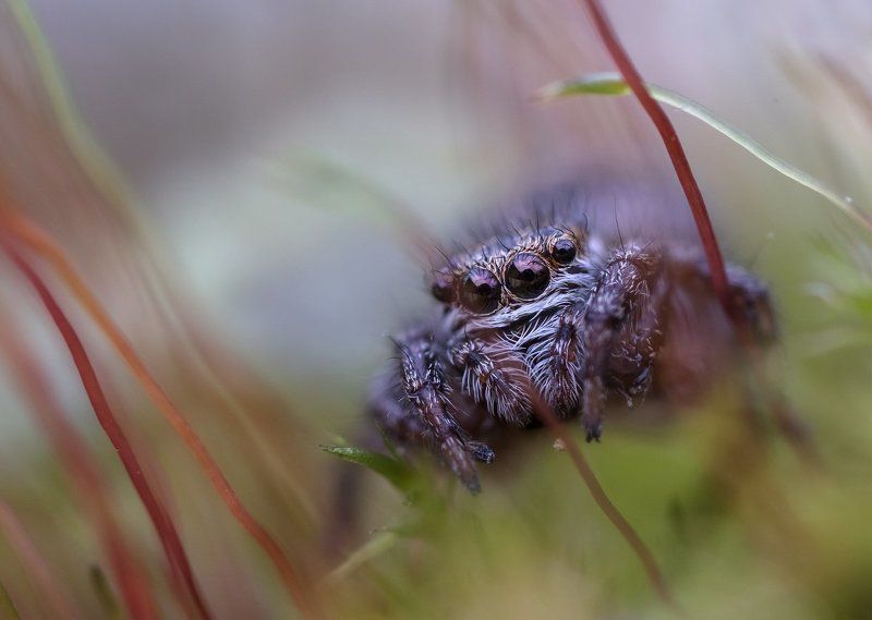 паук-скакунчик оООоphoto preview