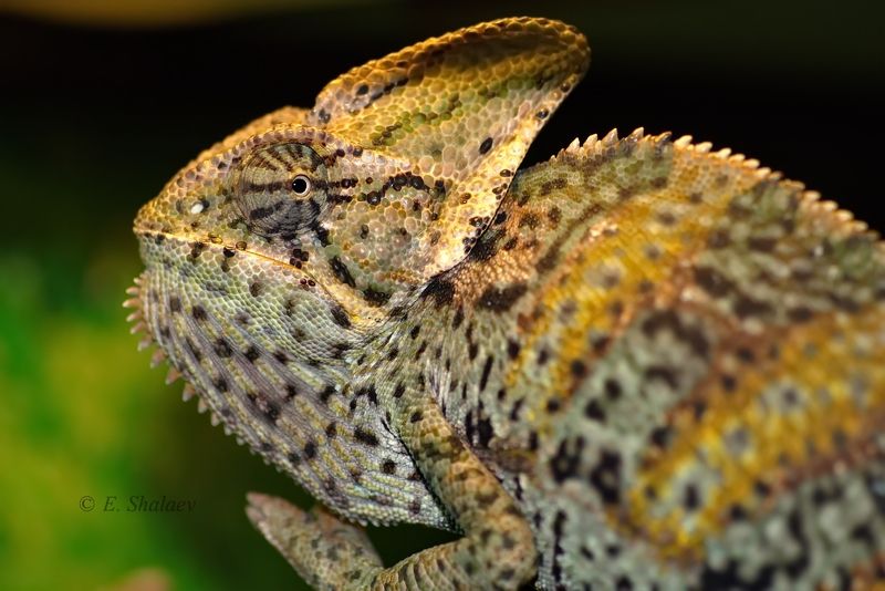 йеменский хамелеон,chamaeleo calyptratus,lizards,reptilia,рептилии,хамелеон,ящерица Йеменский хамелеон -Chamaeleo calyptratusphoto preview