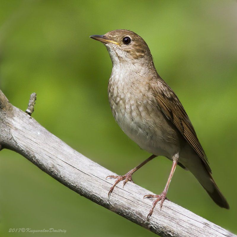 Соловейphoto preview