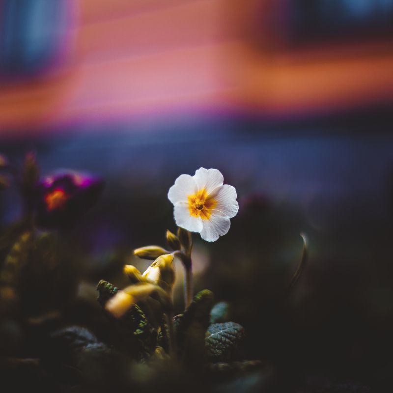 ботанический сад, макро, цветы, зелень, природа В ботаническом садуphoto preview