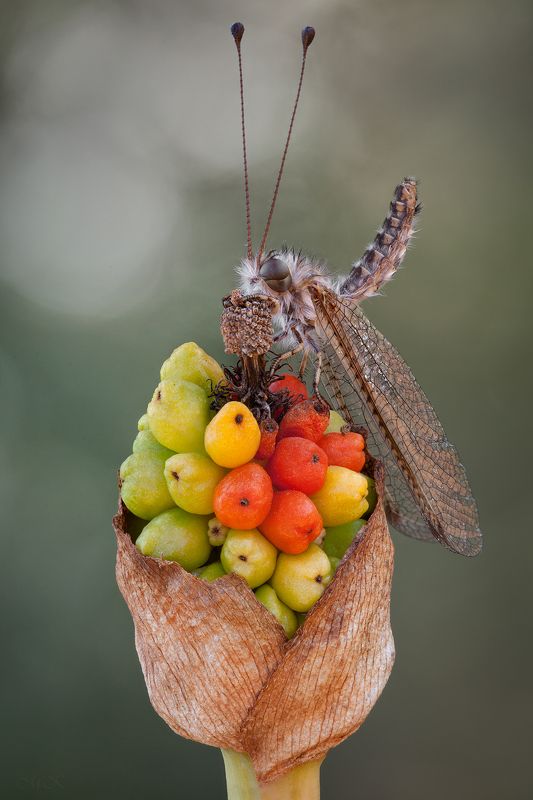 аскалаф, bubopsis andromache Налетай, гражданин! Покупай мандарин!photo preview