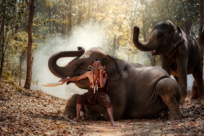 portrait,elephant,friends,man,people,thailand, Song time and friend in wildphoto preview
