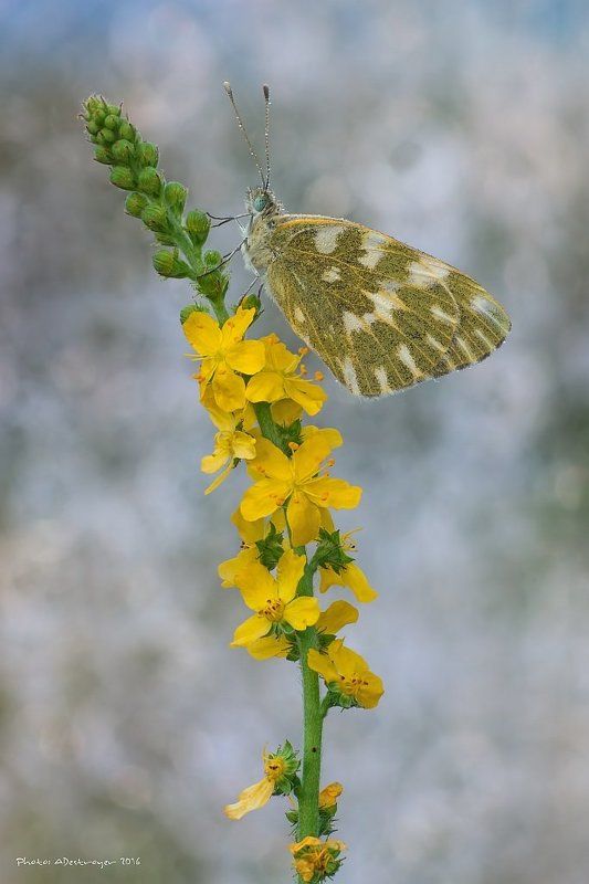 macro nature butterfly Angel In The Skyphoto preview