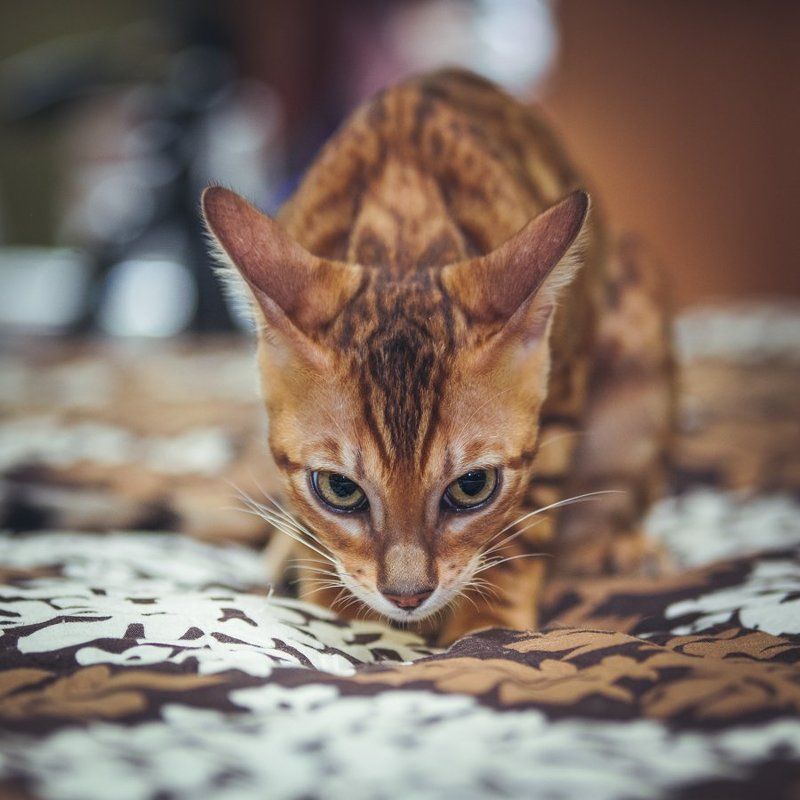 mr.filler Характерphoto preview