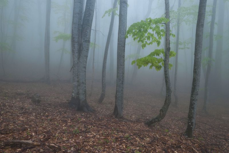 Майский туман.....photo preview