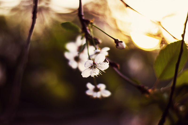 nature, flower, evening,  Flower*photo preview