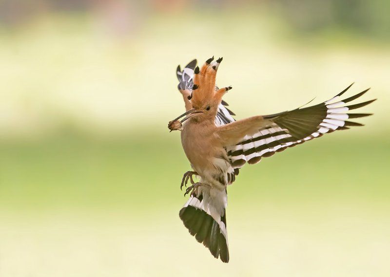 Папуняк (Upupa epops)photo preview