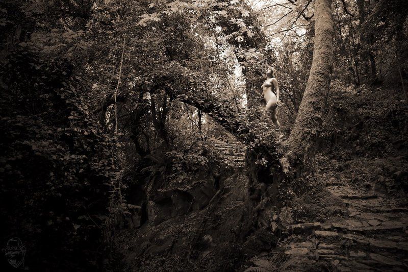 greece, tree Griechischer Urwaldphoto preview