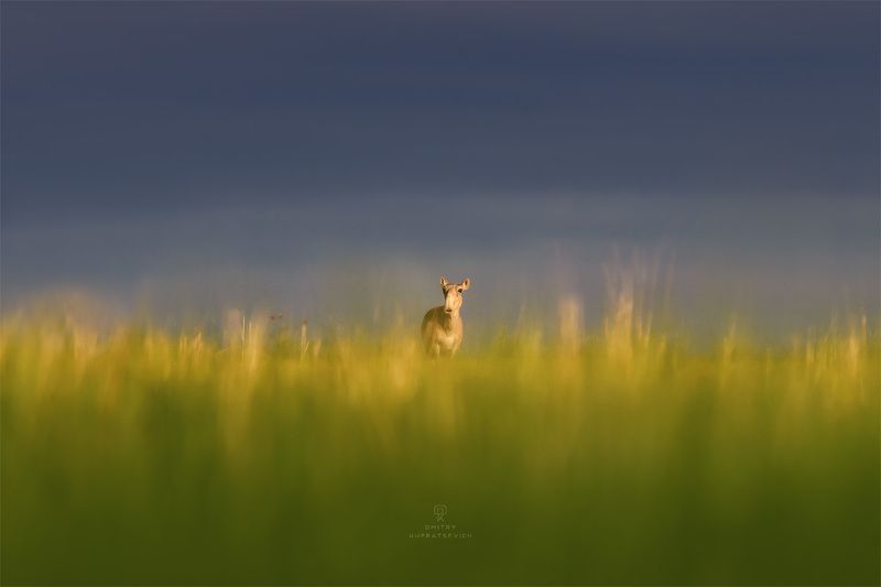 В степях Калмыкииphoto preview