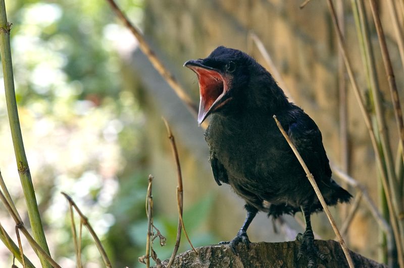 Крикунphoto preview