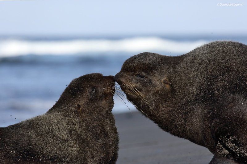 северный морской кот, callorhinus ursinus, А ты меня любишь...photo preview