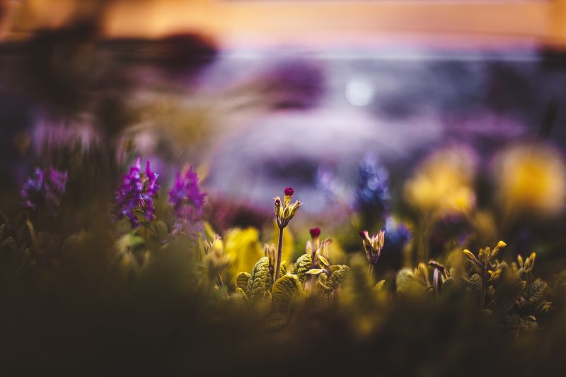 ботанический сад, макро, цветы, зелень, природа В ботаническом садуphoto preview