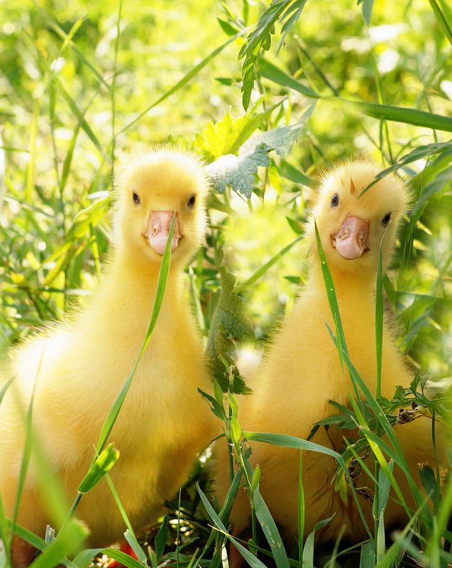 Два товарищаphoto preview