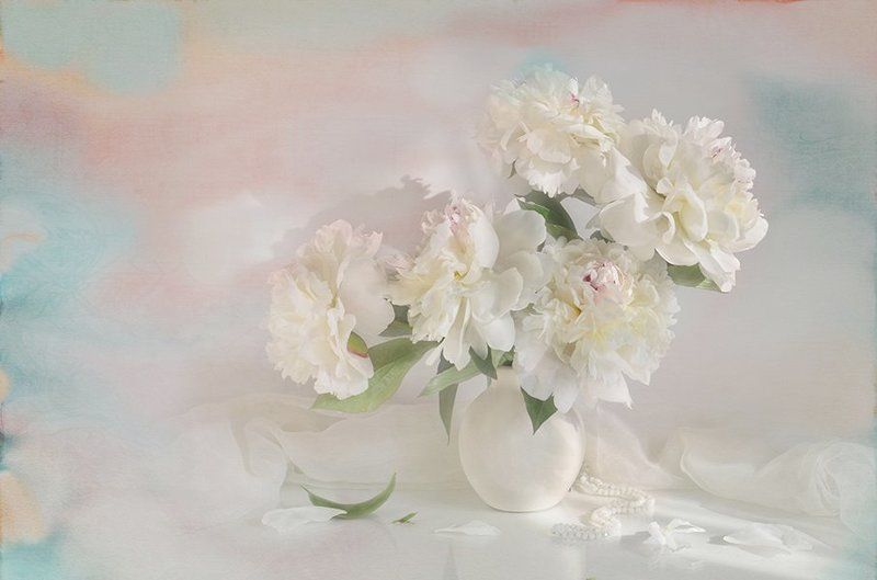 белые пионы весна акварель радость свет В утреннем светеphoto preview