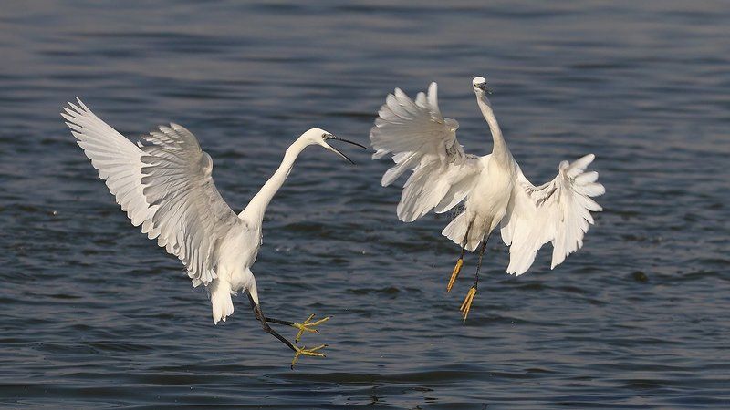animals, birds, heron, wildlife, животные, птицы, цапли, драка, природа А вот я тебя как..photo preview
