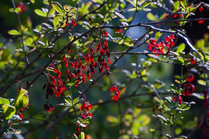 весна, зелень, листья, лес, цветы, московская область, подмосковье Pro майские леса Подмосковьяphoto preview
