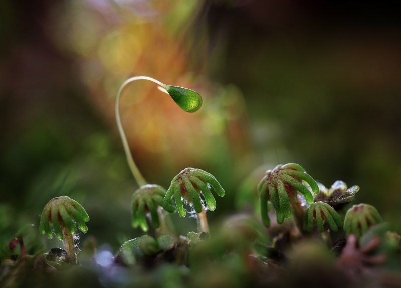 печеночный, мох, -, маршанция Чудо-островphoto preview