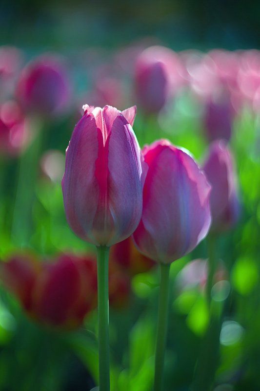 В последних лучах солнца...photo preview