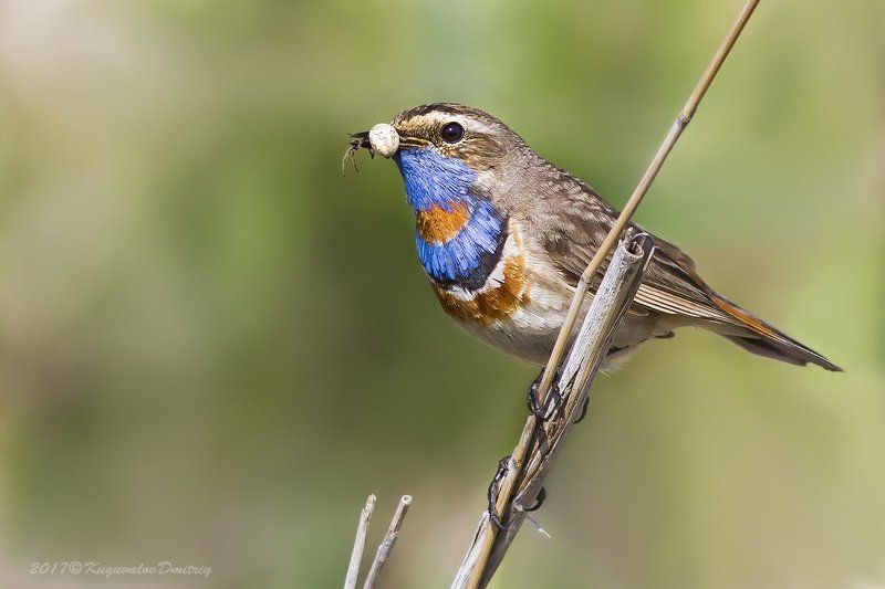 Варакушкаphoto preview