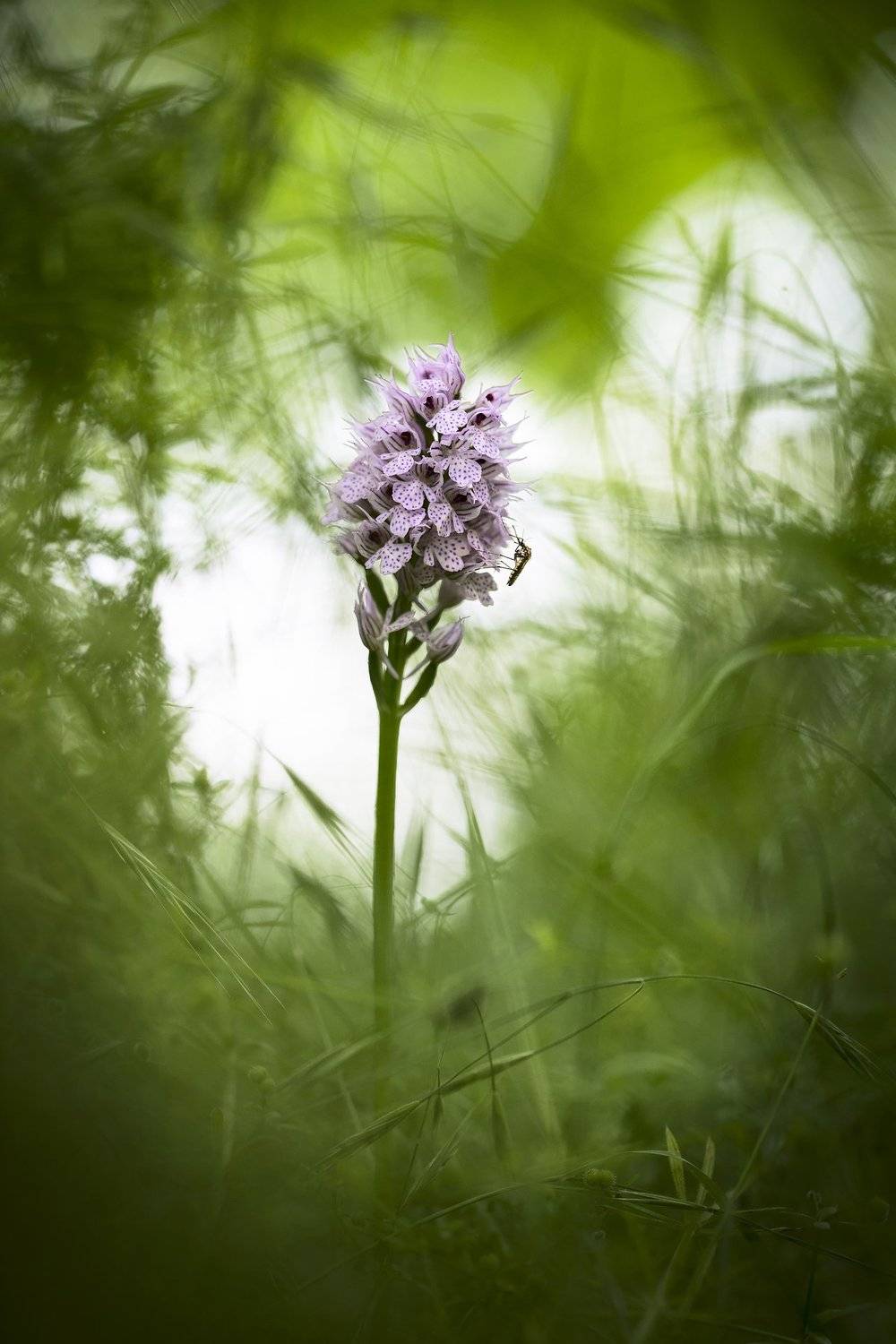 цветы,цветок,макро,растения,комар,боке,flower,flowers,plants,bokeh, Александр Иванов