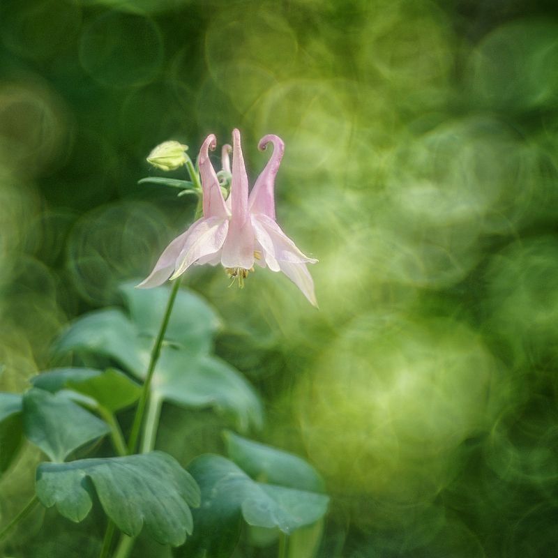 Водосбор...photo preview