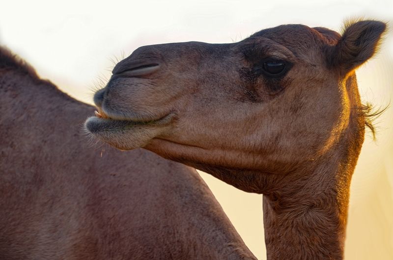 Король пустыниphoto preview