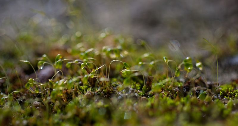 макро,роса,вега photo preview