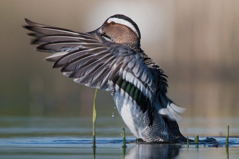 Чирок-трескунокphoto preview