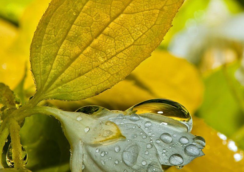 макро; капля; После дождя...photo preview