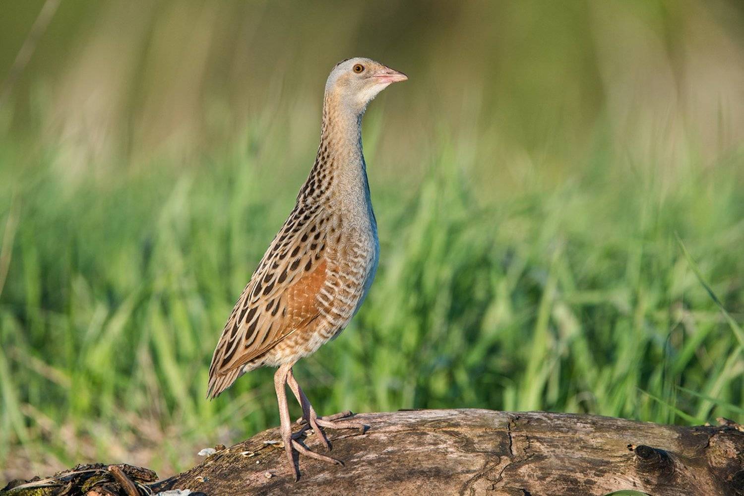 Коростель. Автор: Сумников Алексей , Сумников Алексей