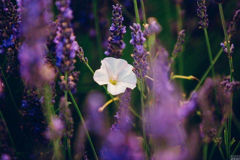 Лавандаphoto preview