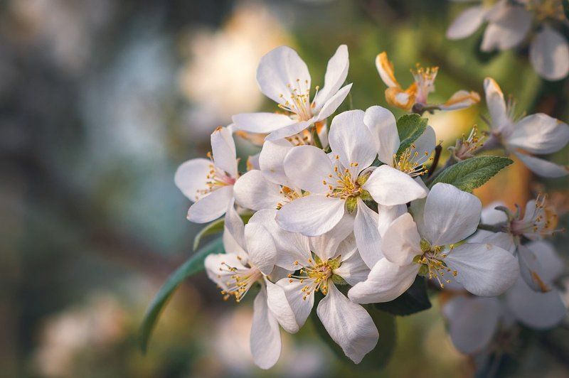 Яблоневый цветphoto preview