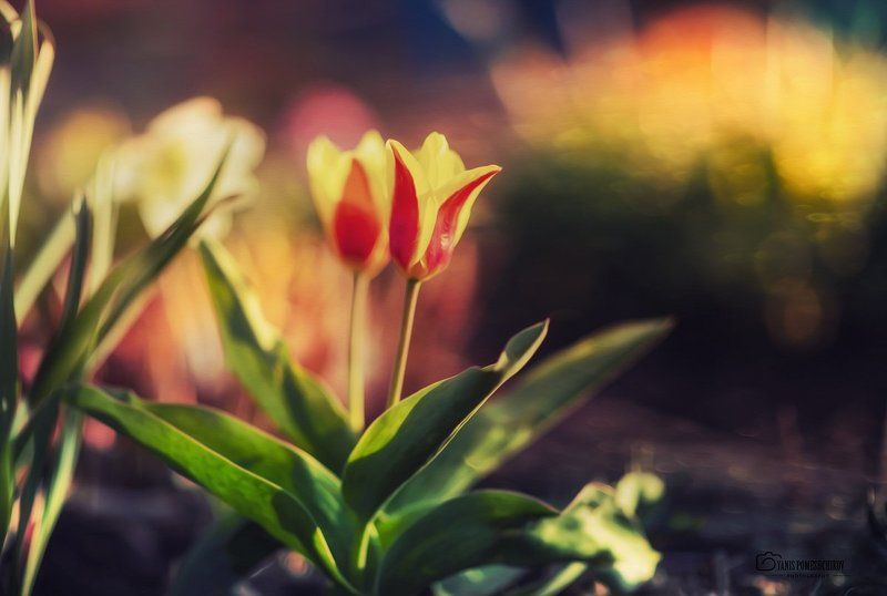 spring,nature,flowering springphoto preview