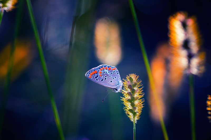 butterfly,nature,macro,light,bokeh,beautiful,fairy,insects,insect, Butterflyphoto preview