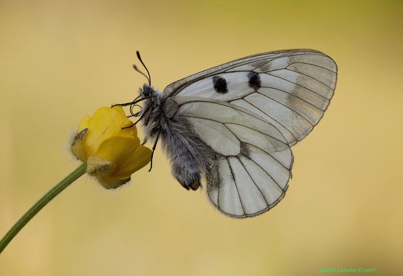 мнемозина, аполлон, бабочка ***photo preview