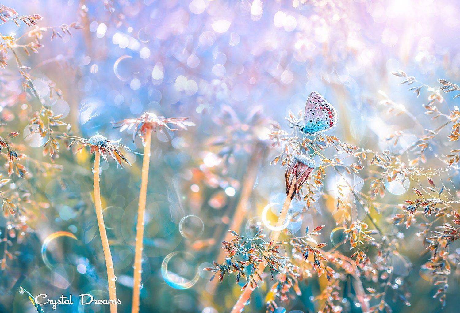 "Dream City". Автор: Татьяна Крылова crystal dreams, macro, spring, color, art, nature, butterfly, Татьяна Крылова
