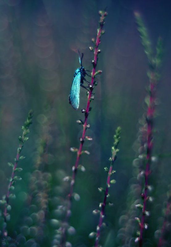 Szmaragdekphoto preview