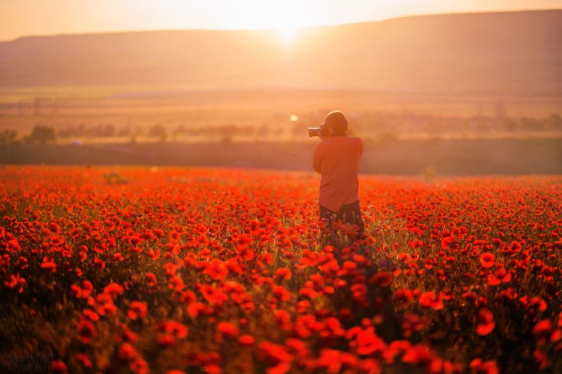 крым , маки , русское поле с маками , закат , солнце , поле , просторы Любитель маков...photo preview