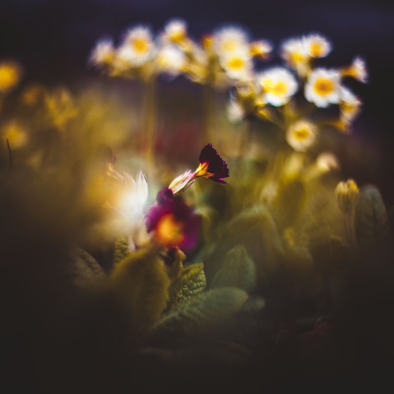 ботанический сад, макро, цветы, зелень, природа В ботаническом садуphoto preview