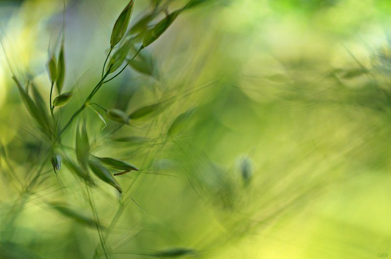 abstract, abstract art, abstraction, blue, color, colors, color image, composition, grass, grasses,green, image, life, photography, The Secret Life of the Grassesphoto preview