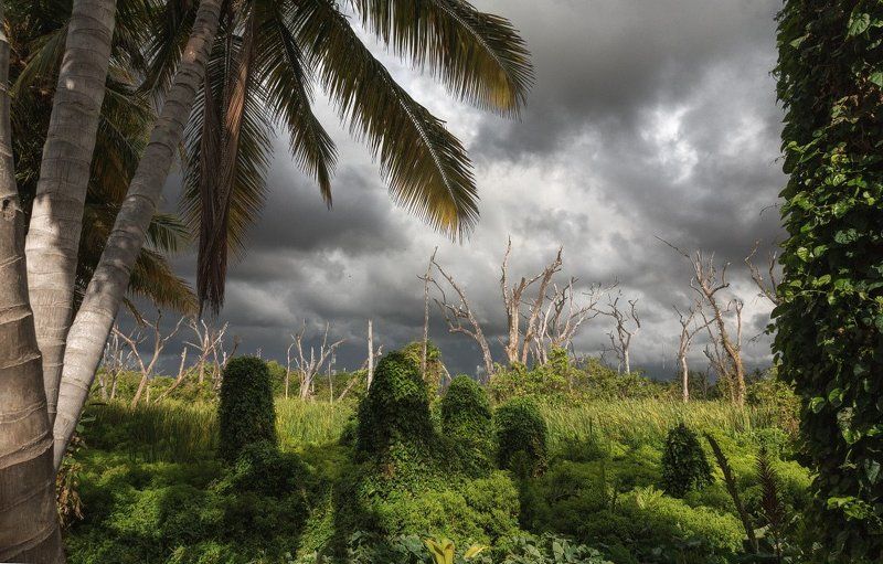Зелень пальмы стволы деревья тучи тропики Доминикана Тропический нейзажphoto preview