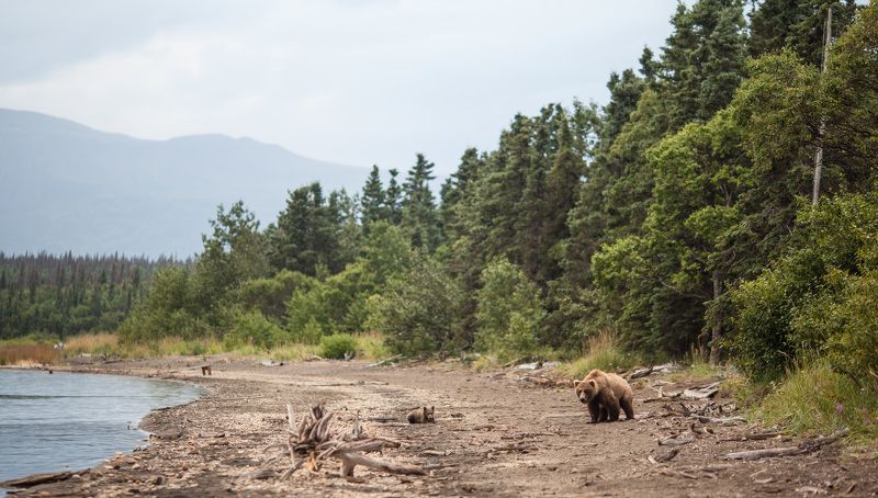 alaska,bear,grizzly,usa Alaskaphoto preview