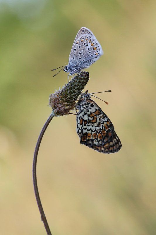 шашечница, голубянка ***photo preview